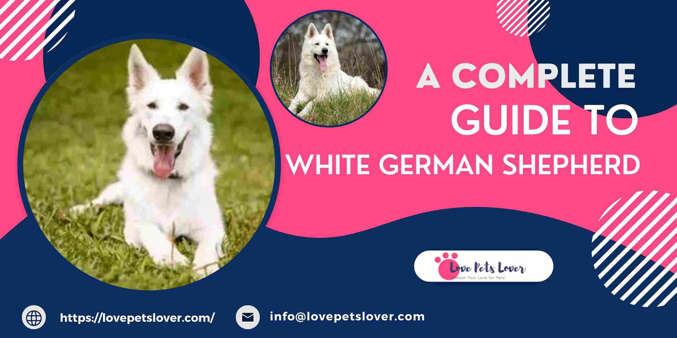 A Complete Guide To White German Shepherd