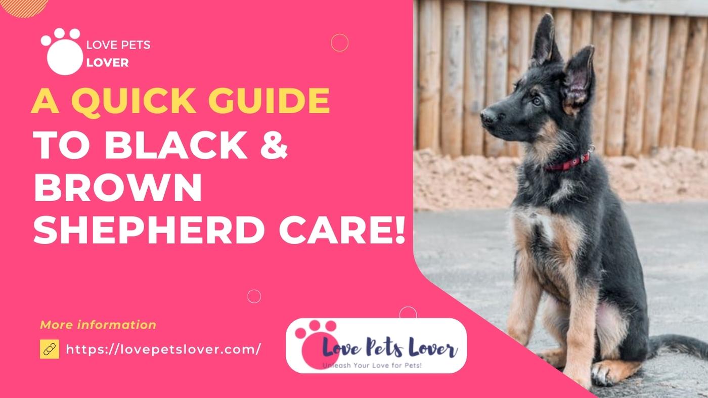 Quick Guide to Black & Brown Shepherd Care