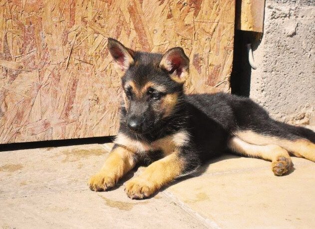 black & brown shepherd puppie