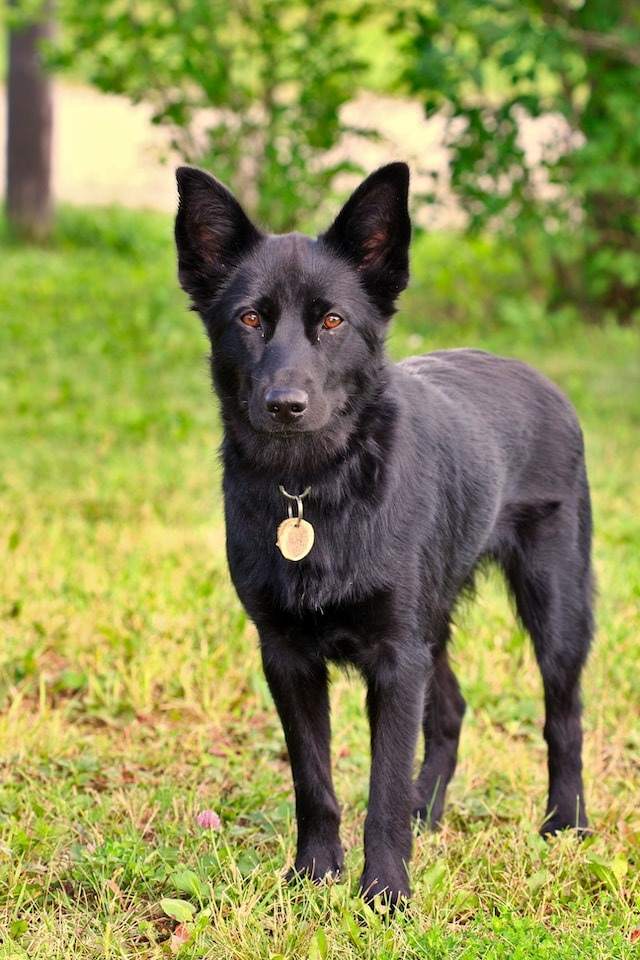 Black German Shepherds