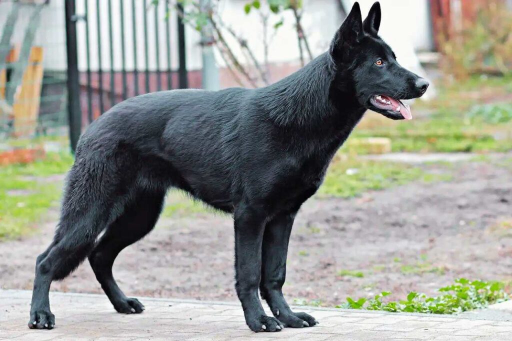 black german shepherds