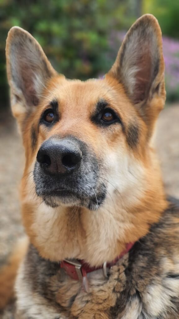 brown german shepherd