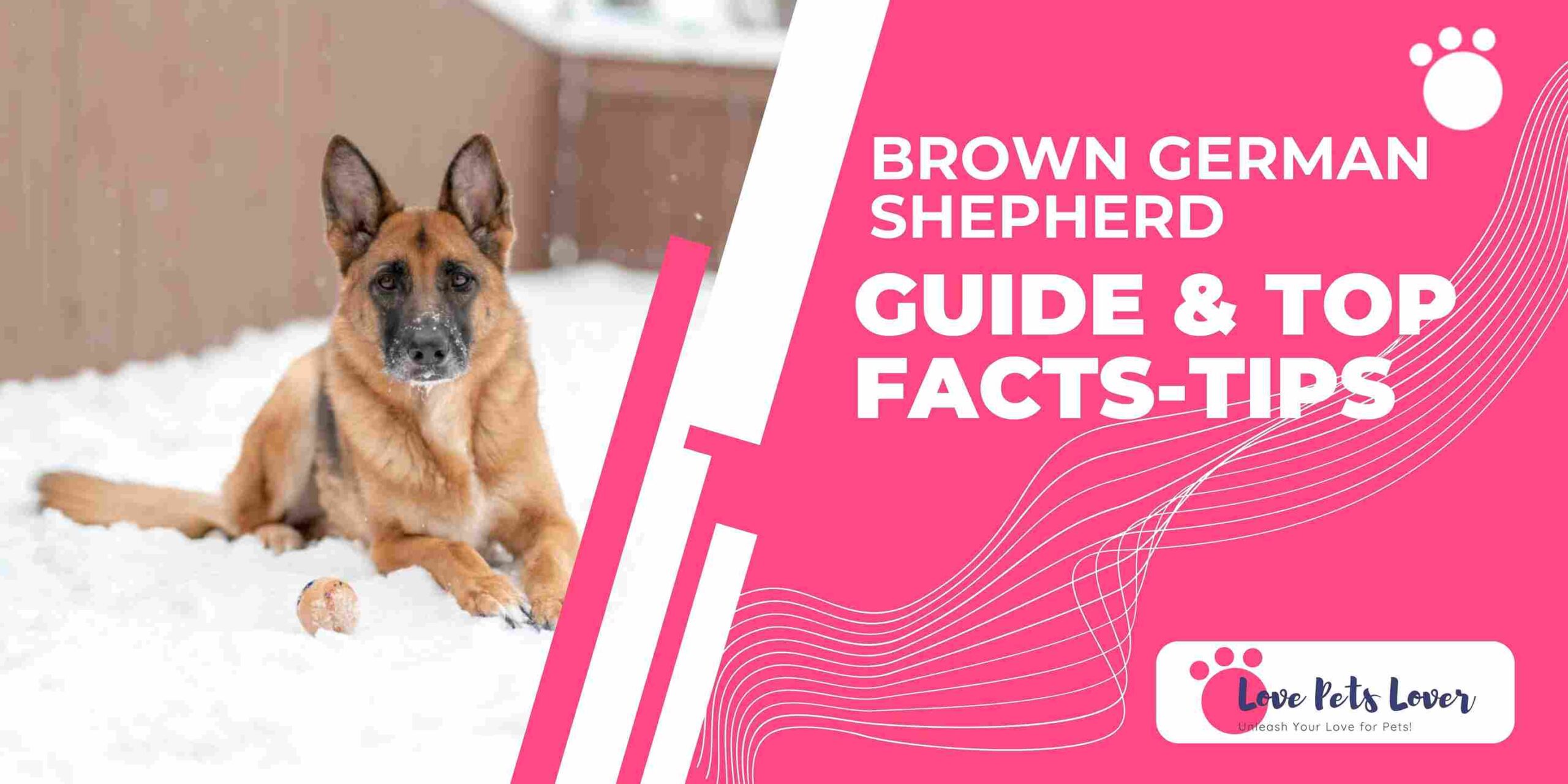 Brown German Shepherd Guide Top Facts-Tips