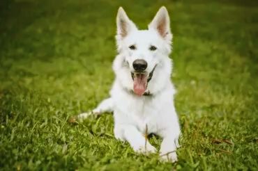 white german shepherd - lovepetslover