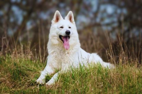 white german shepherd -lovepetslover