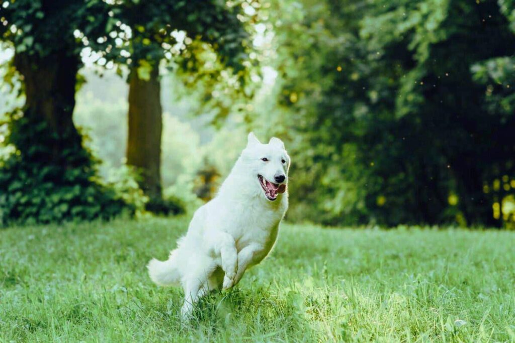 white german shepherd playing in forest - lovepetslover