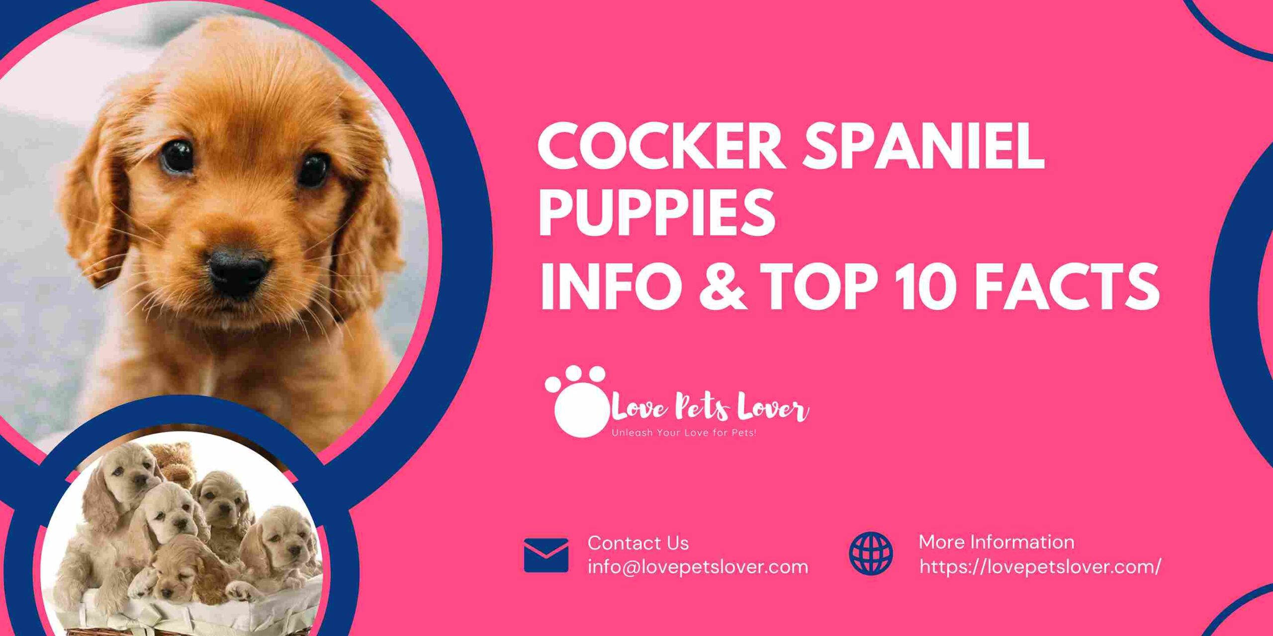 Cocker Spaniel Puppies Info & Top 10 Facts