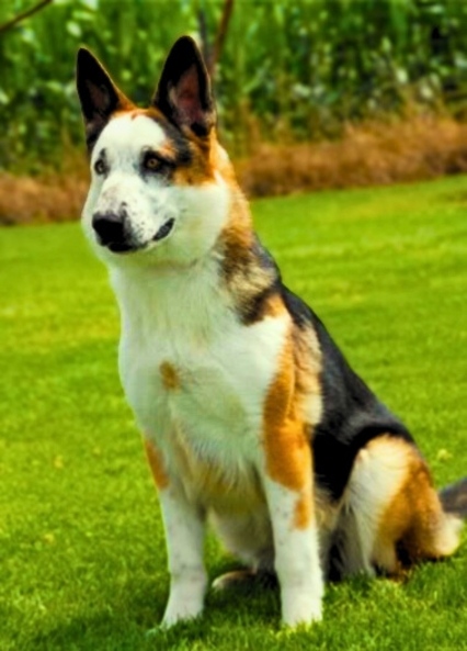 Panda German Shepherd Dog