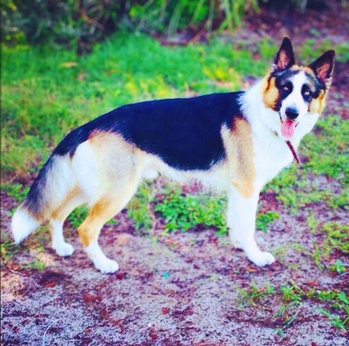 Panda German Shepherd Dog