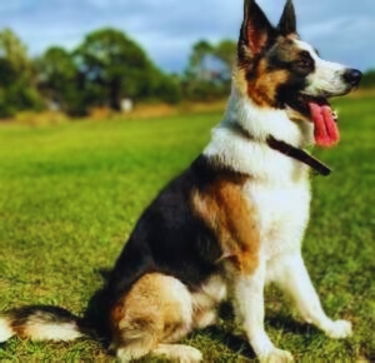 Panda German Shepherd Dog