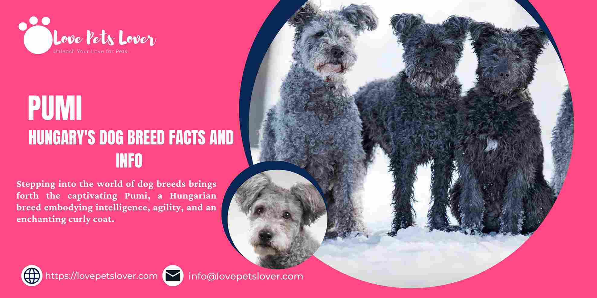 Pumi Hungary's Dog Breed Facts and Info