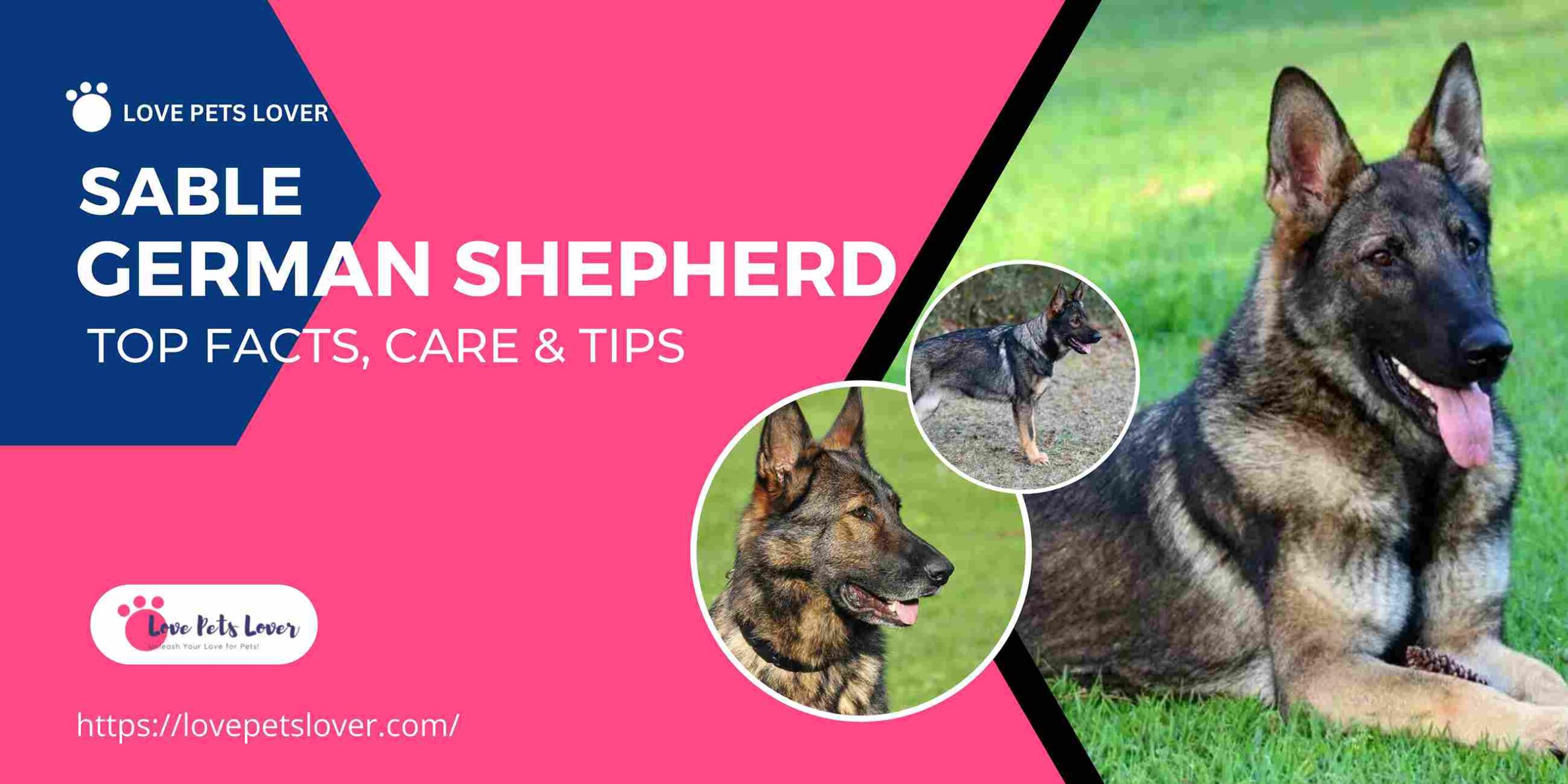 Sable German Shepherd Top Facts, Care-Tips