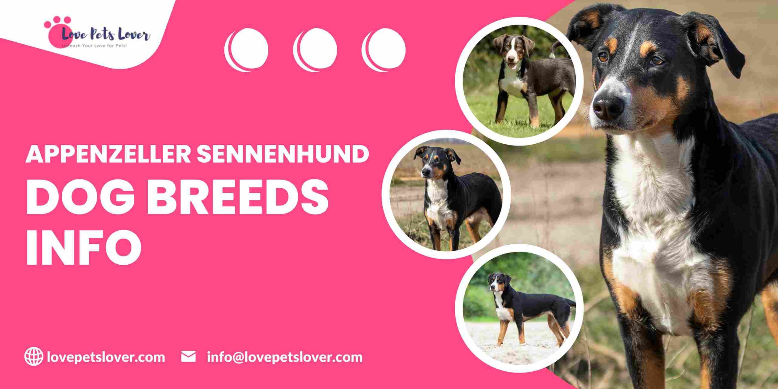 Appenzeller Sennenhund Dog Breeds Info