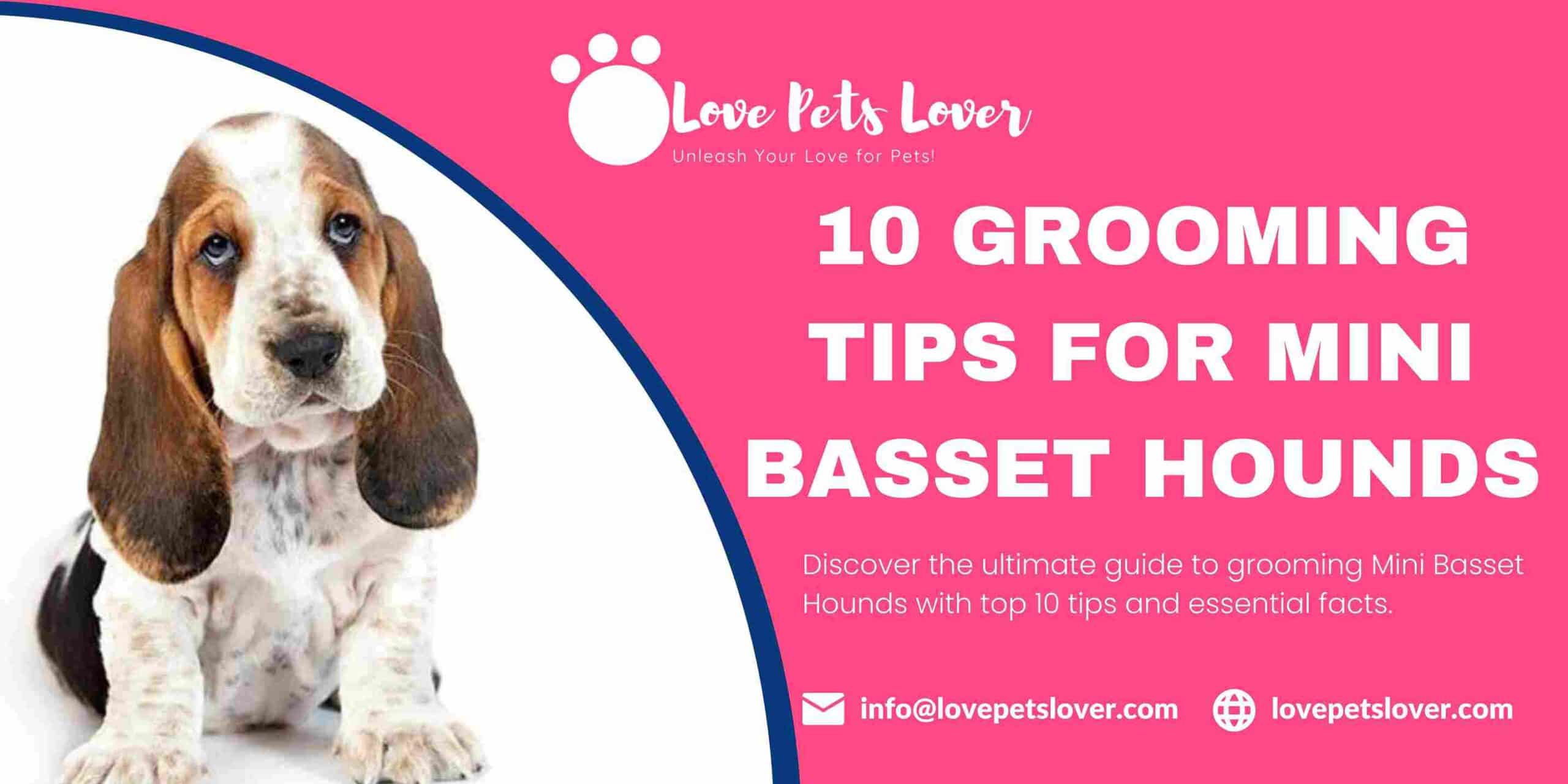 10 Grooming Tips for Mini Basset Hounds