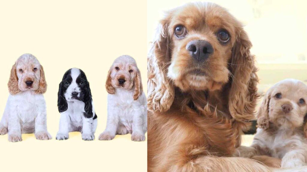 5 Key difference Between English Cocker Spaniels and American Cocker Spaniels