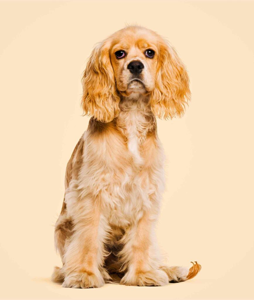 American Cocker Spaniel Dog