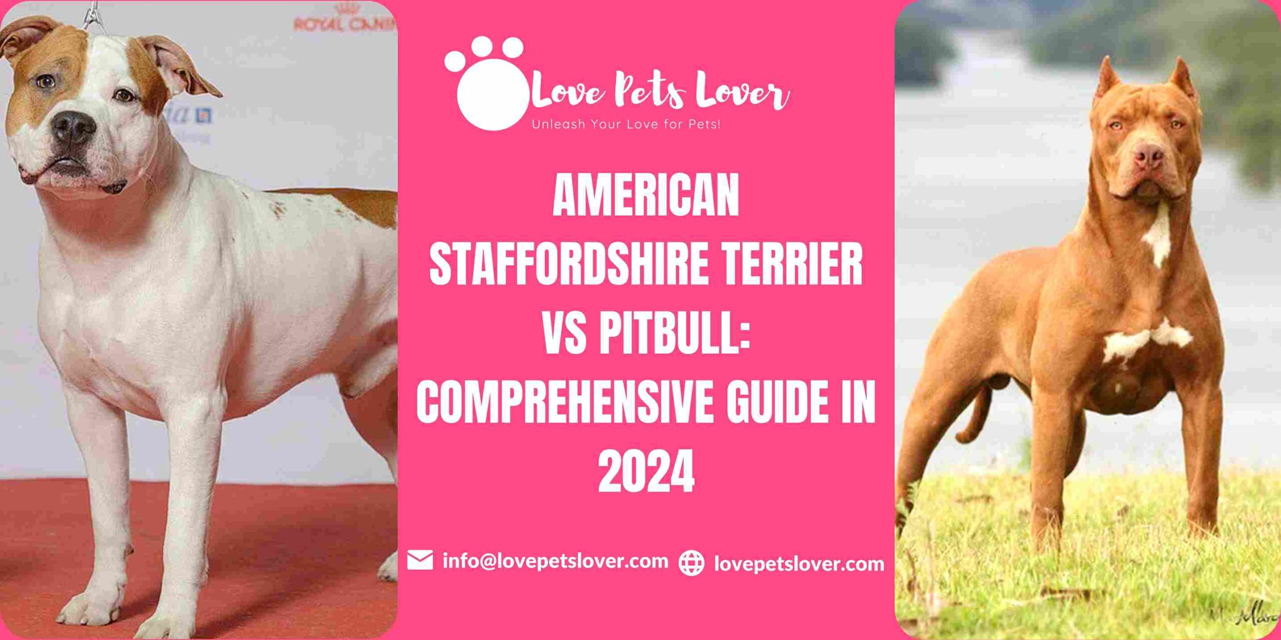 American Staffordshire Terrier vs Pitbull: Comprehensive Guide in 2024