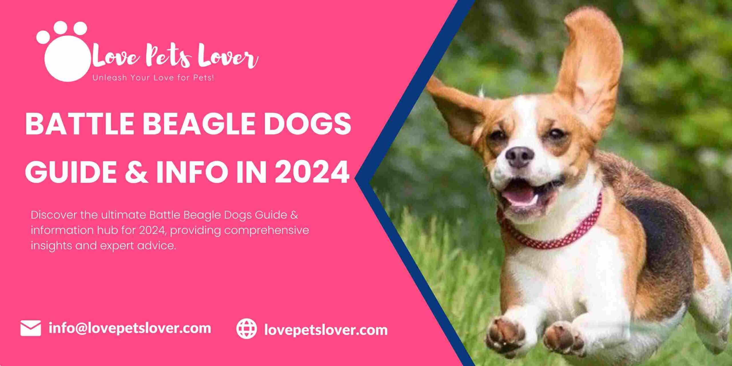 Battle Beagle Dogs Guide & info in 2024