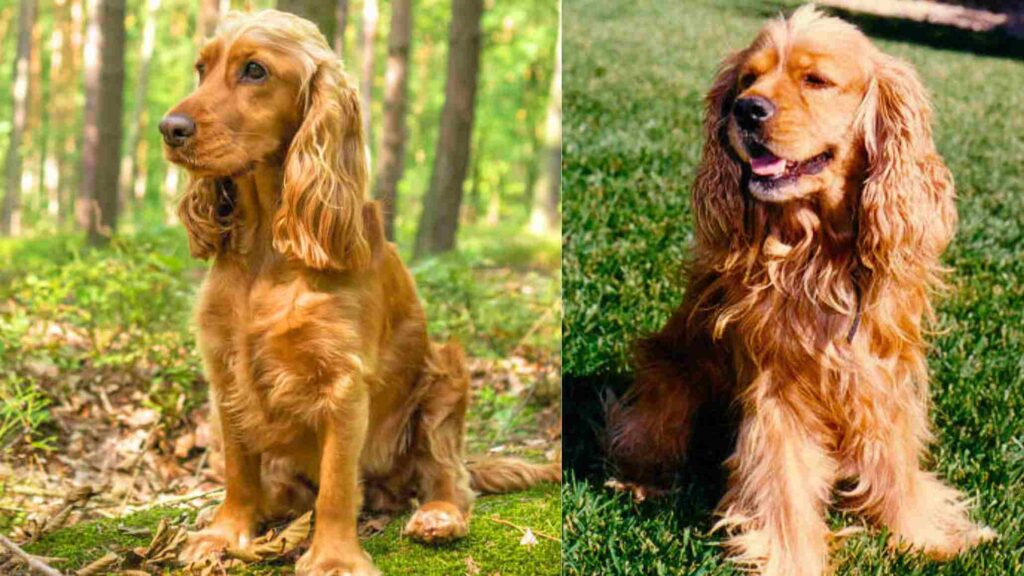 Comparing an English Cocker Spaniel and an American Cocker Spaniel