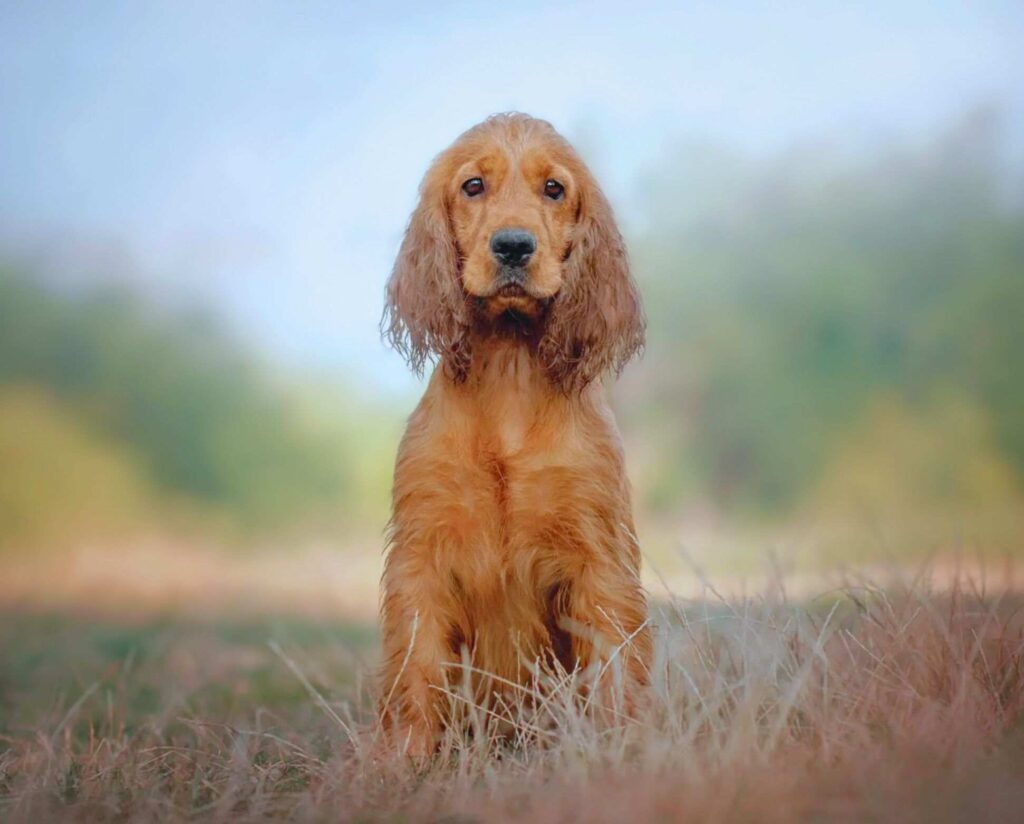 English Cocker Spaniel Dog