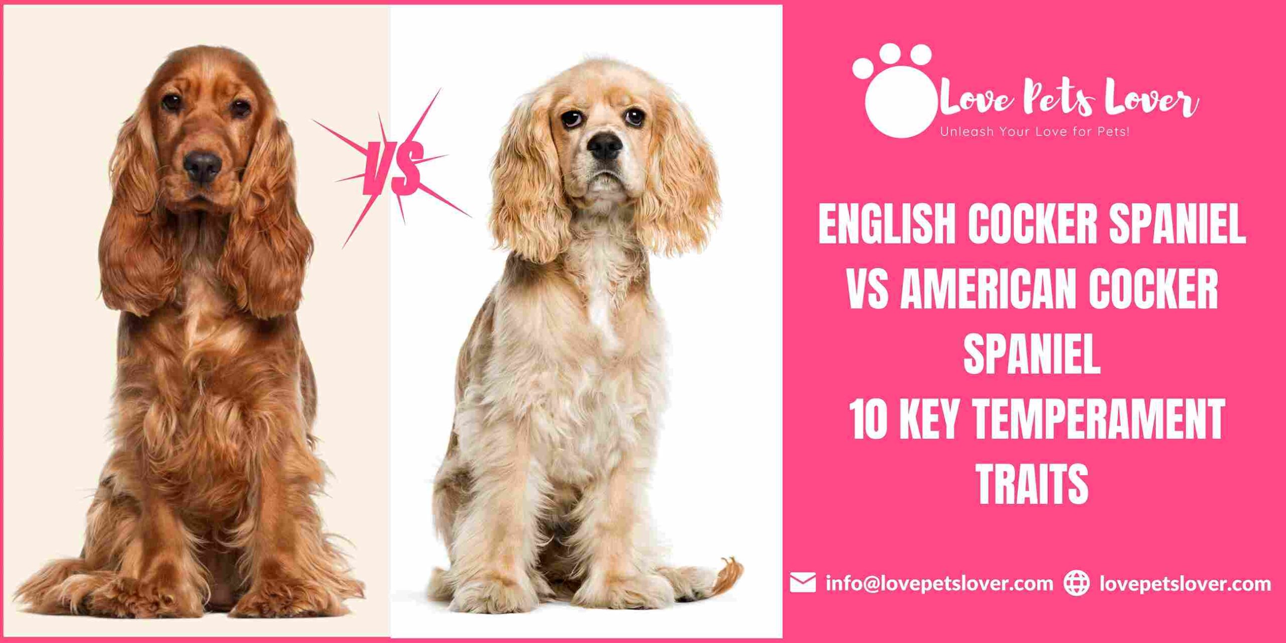 English Cocker Spaniel vs American Cocker Spaniel: 10 Key Temperament Traits