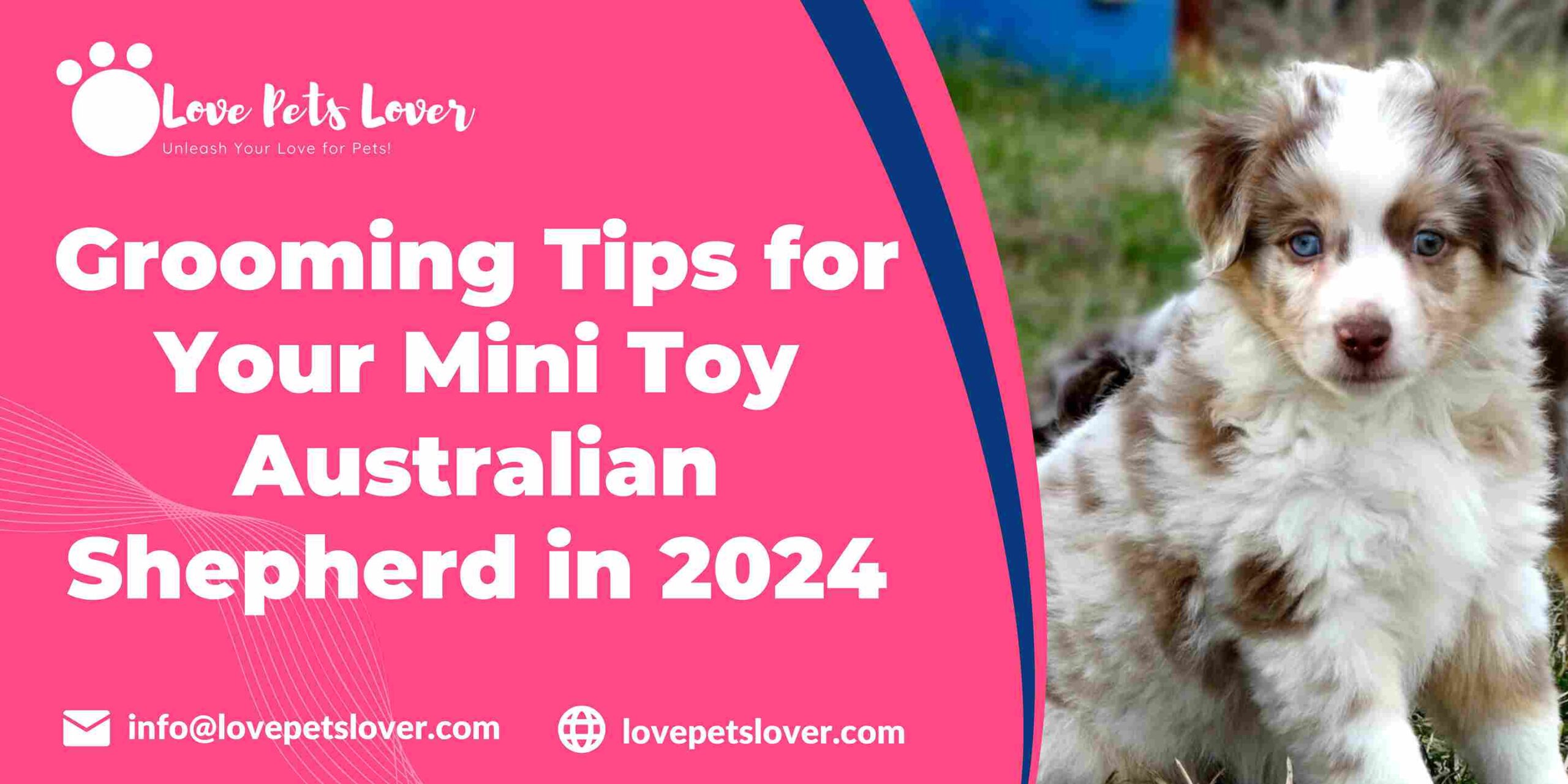 Grooming Tips for Your Mini Toy Australian Shepherd in 2024