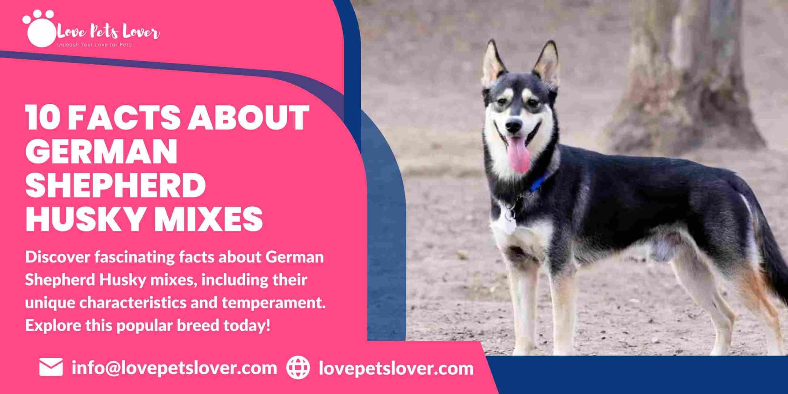 10 Facts About German Shepherd Husky Mixes