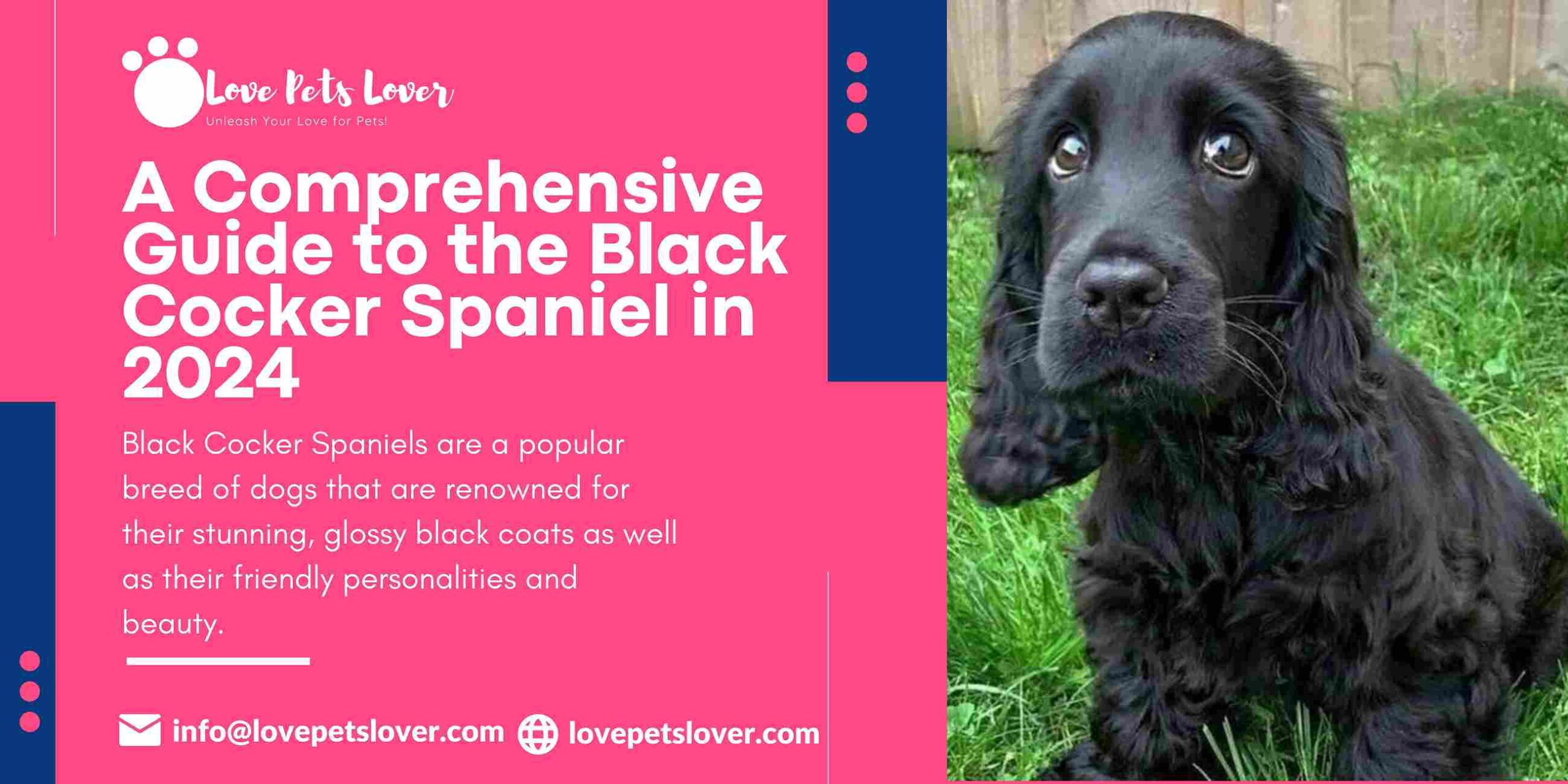 A Comprehensive Guide to the Black Cocker Spaniel in 2024