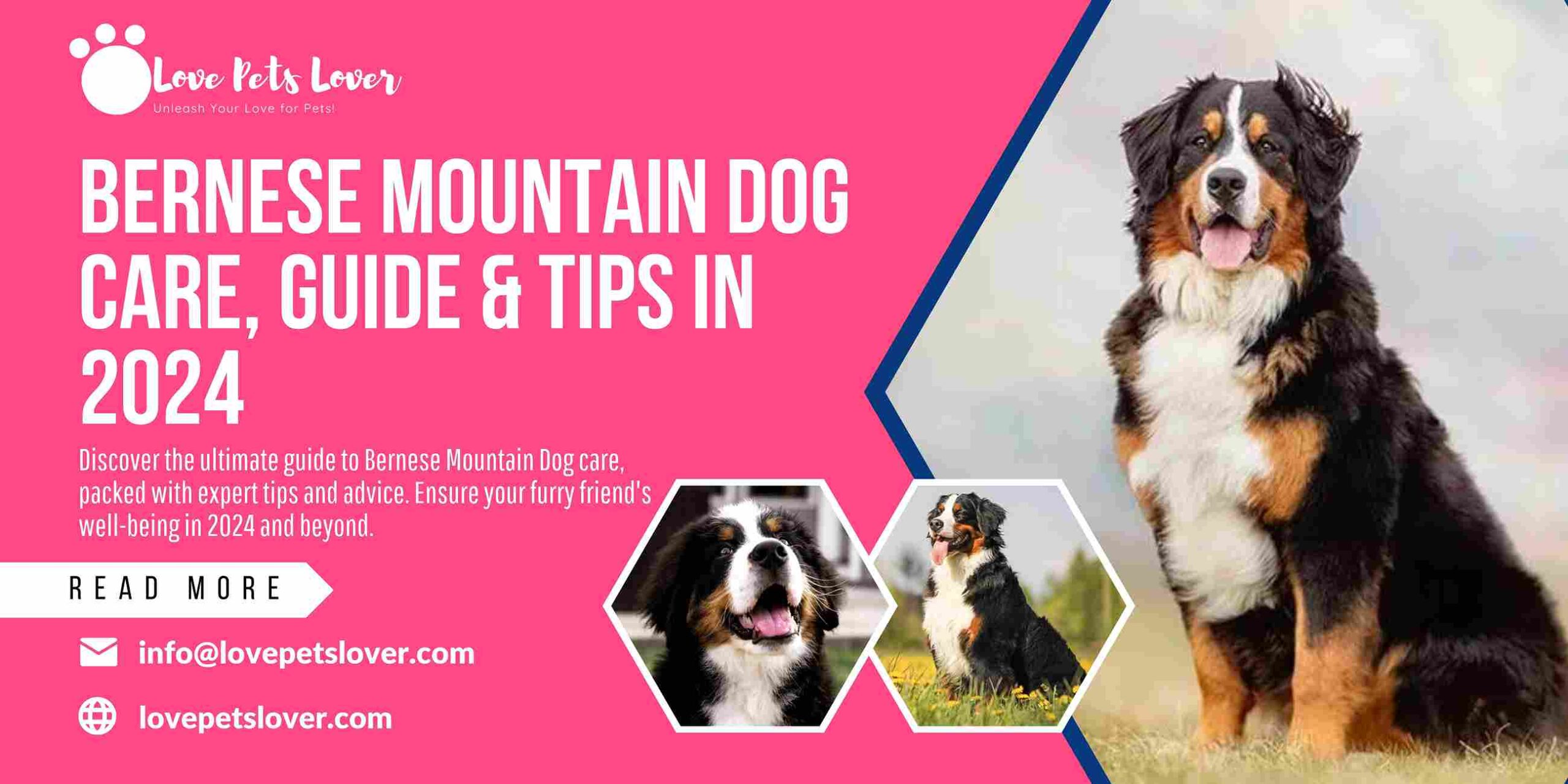 Bernese Mountain Dog Care, Guide & Tips in 2024