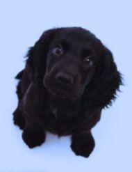 Black Cocker Spaniel