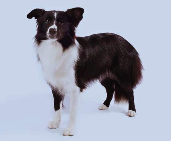 Border Collie Overview