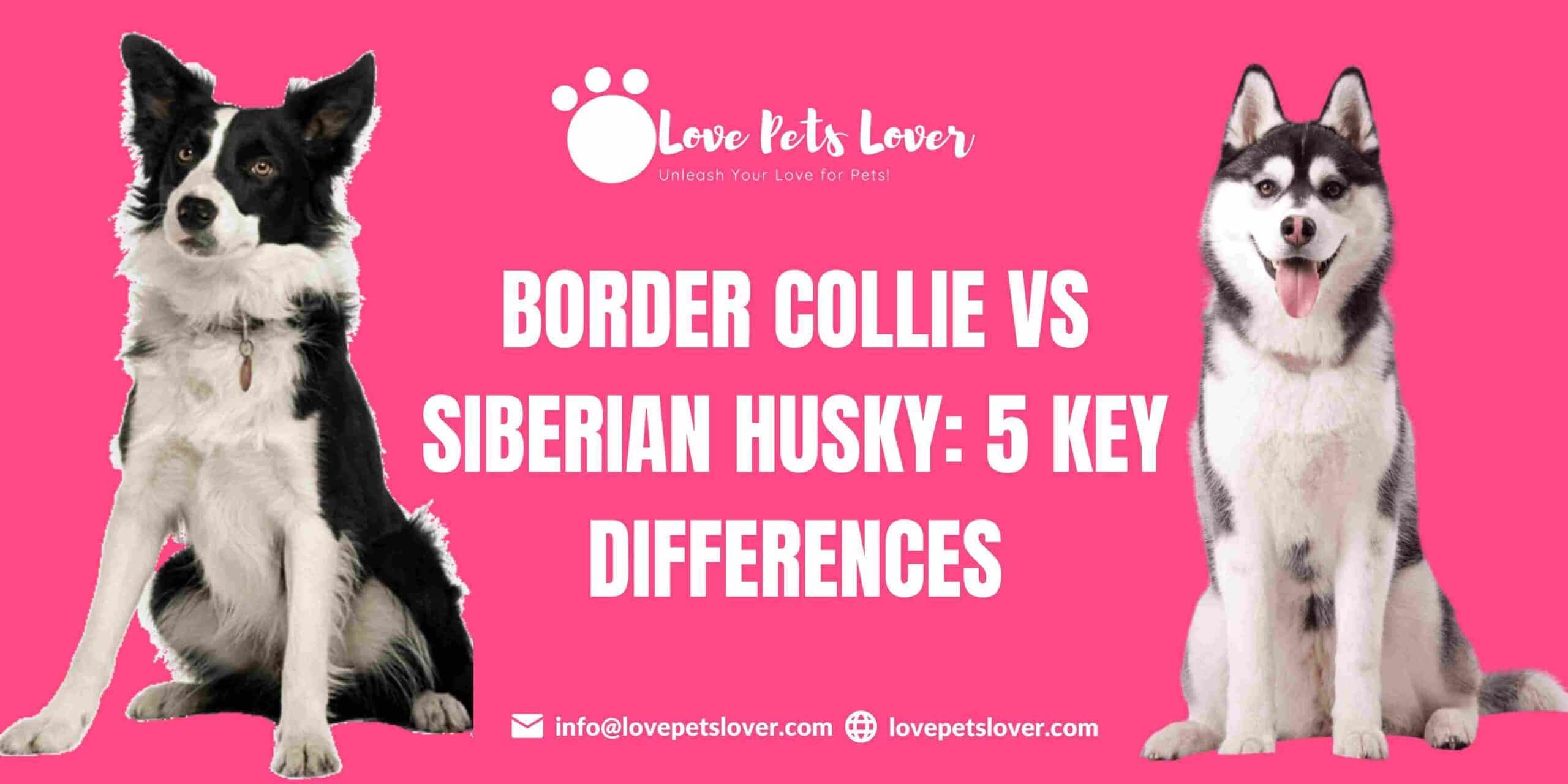 Border Collie vs Siberian Husky: 5 Key Differences