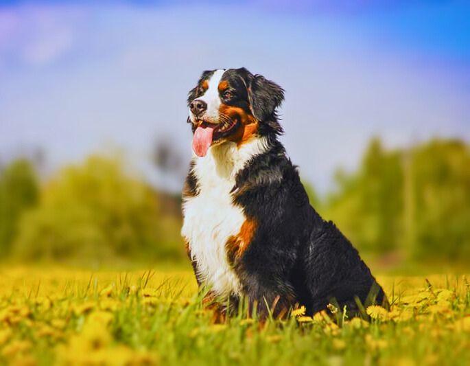 Exercise and Activity Needs of Bernese Mountain Dog