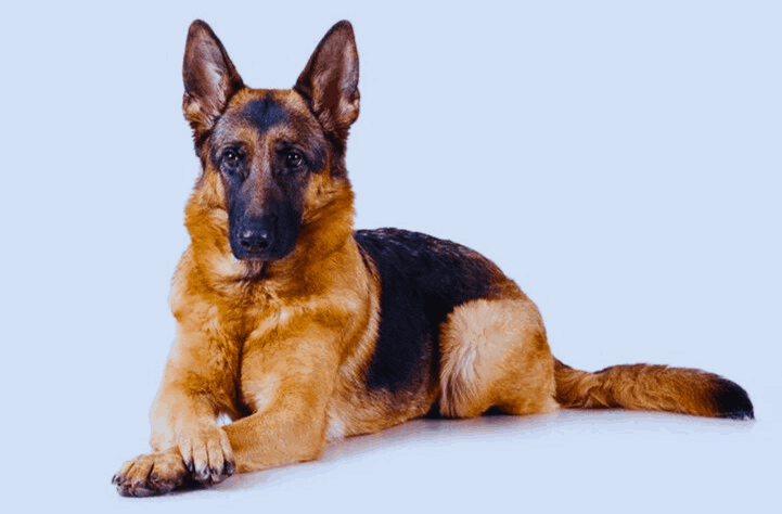 German Shepherd Dog sitting