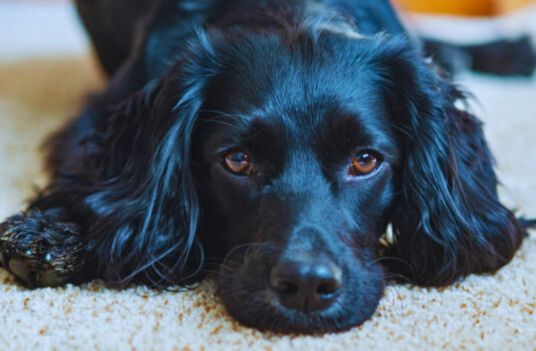 Grooming Essentials for Black Cocker Spaniel