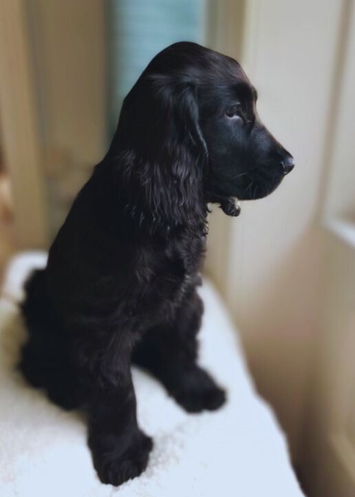 Health Considerations for Black Cocker Spaniel