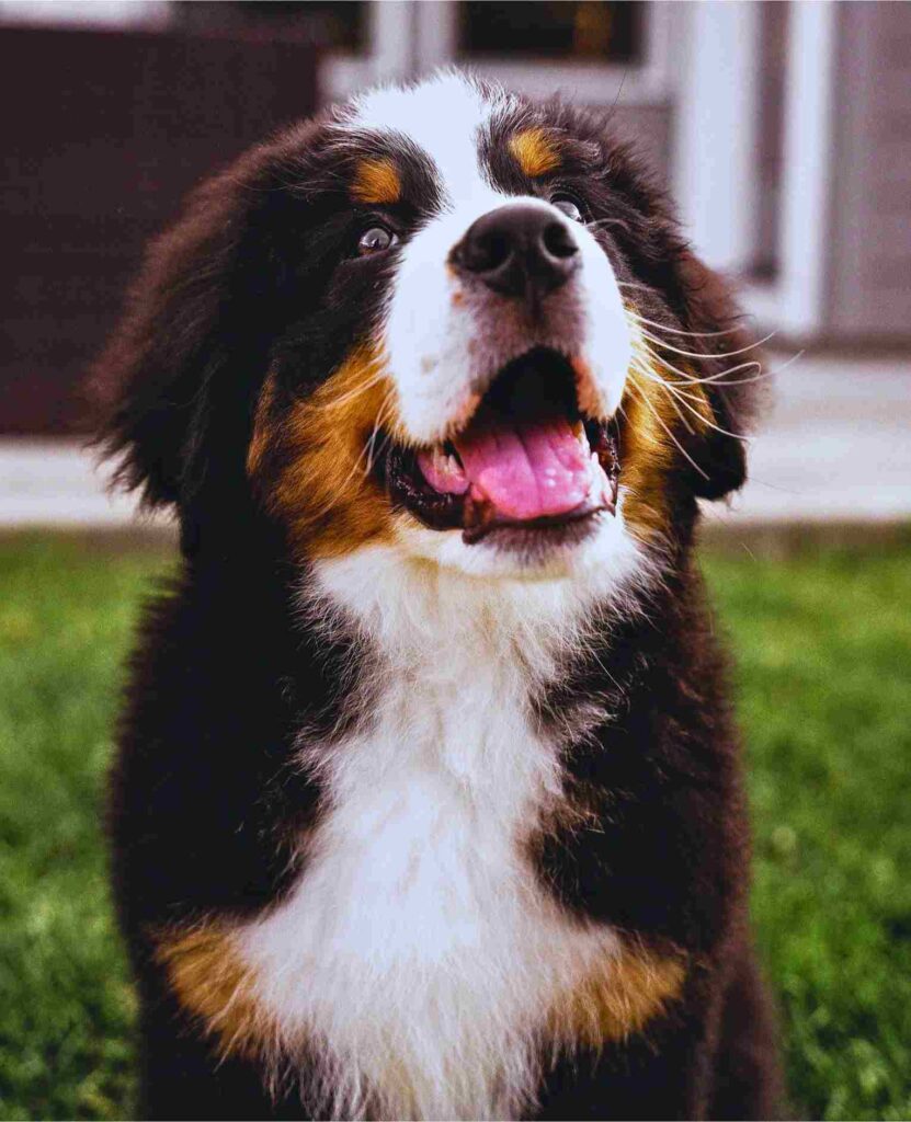 History of Bernese Mountain Dog