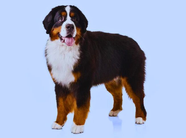 Mini Bernese Mountain Dog Grooming