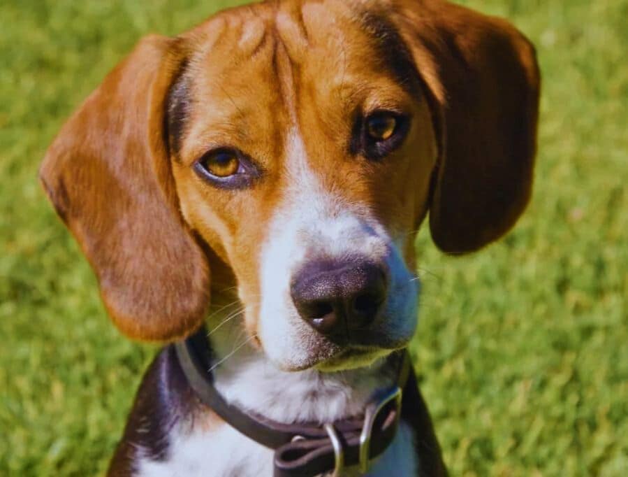 Pocket Beagle Ideal Home Environment