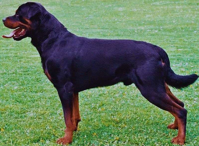 Rottweiler dog standing on grass