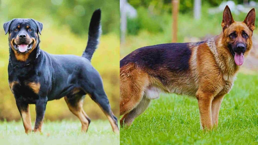 Rottweiler vs German Shepherd: Intelligence