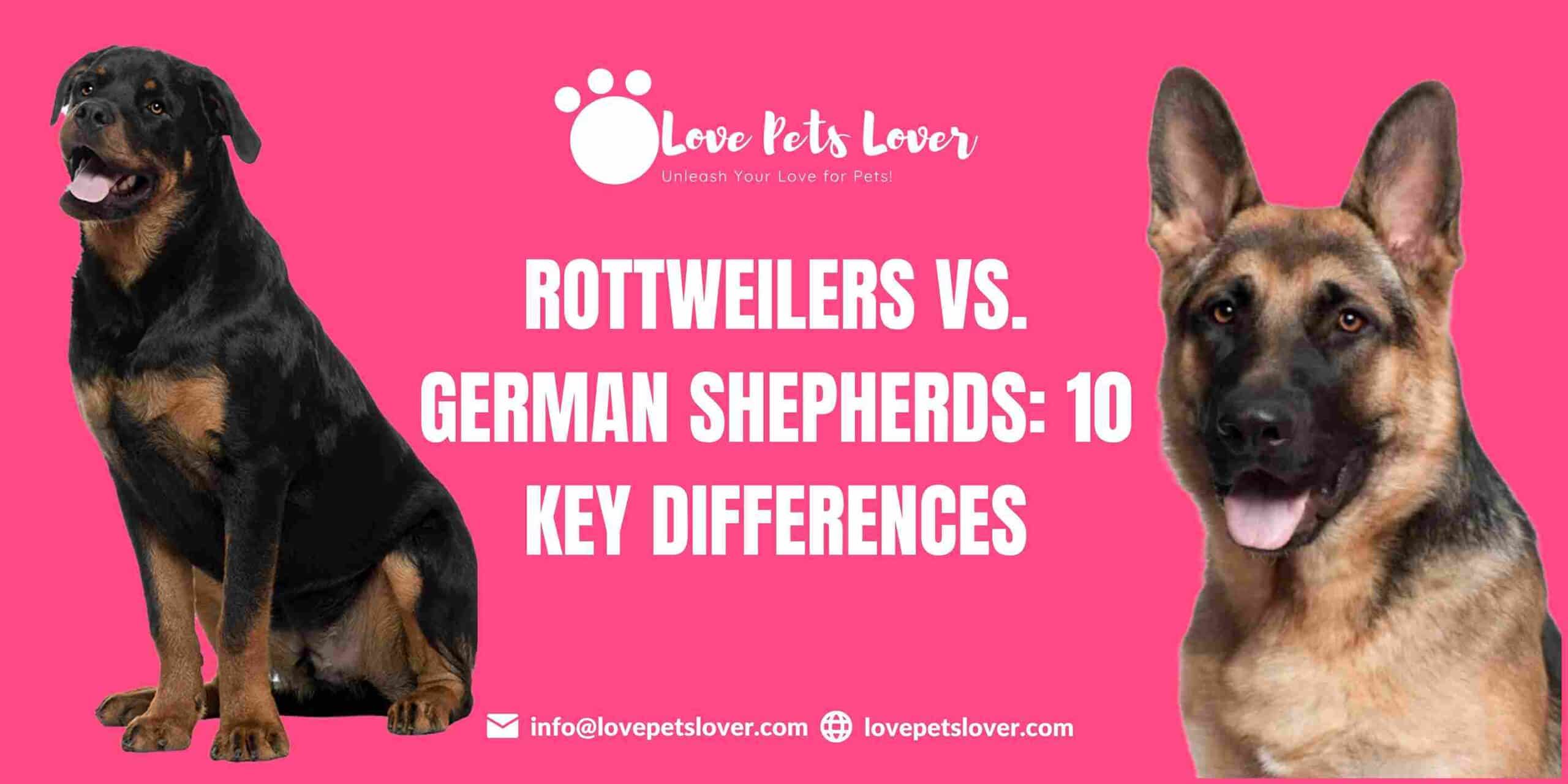 Rottweilers vs. German Shepherds: 10 Key Differences