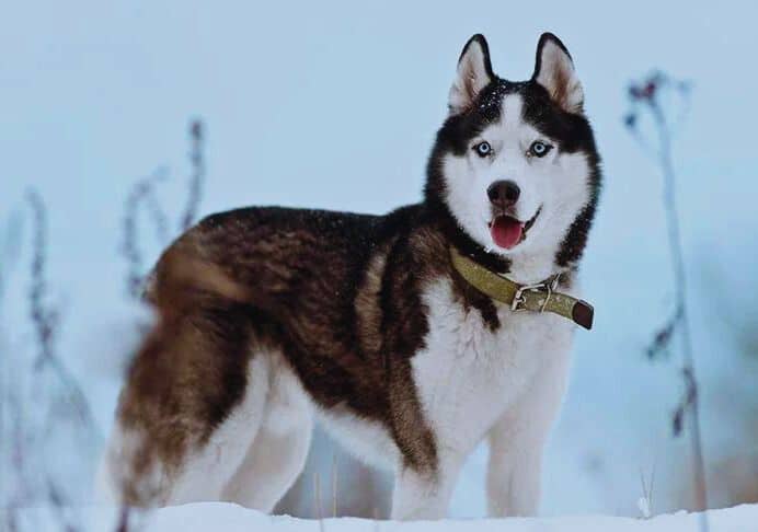 Siberian Husky dog overview