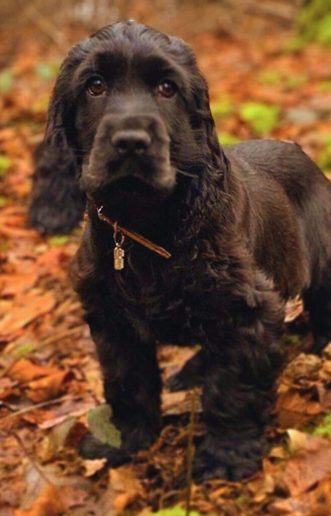 The Beauty of Black Cocker Spaniel