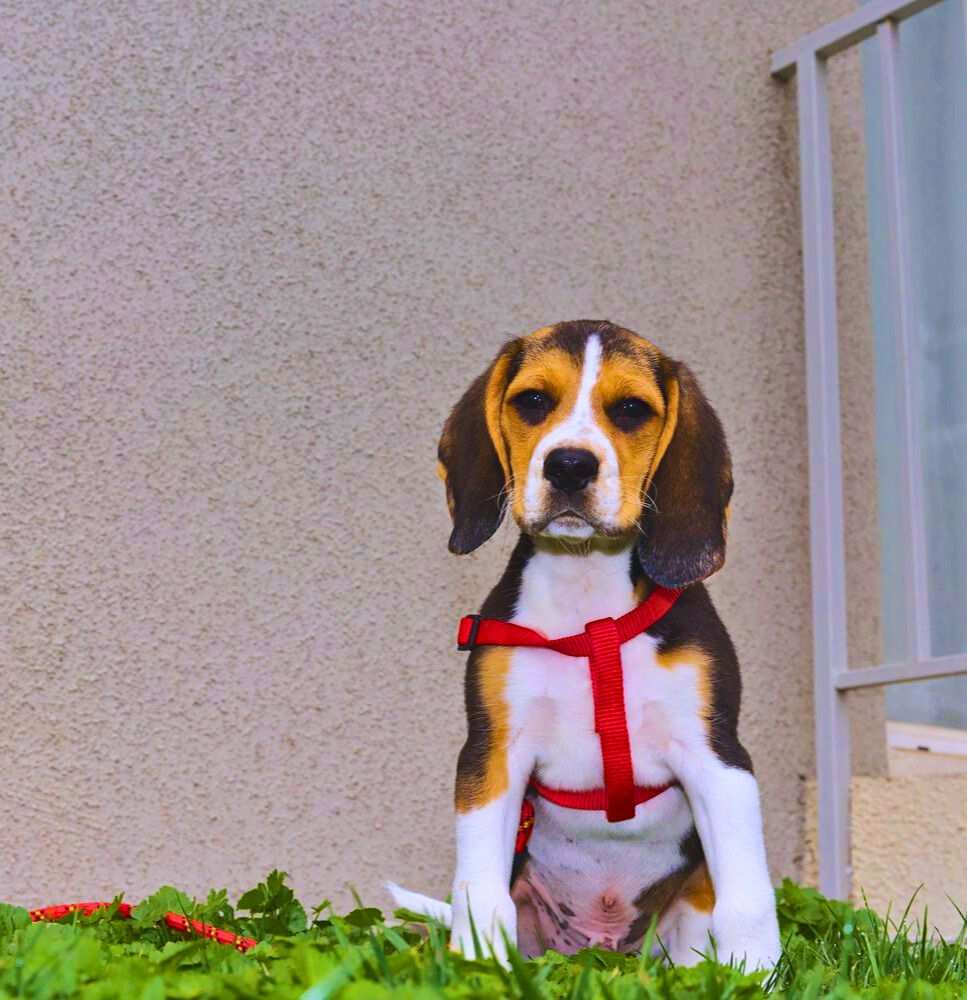 A health and wellness Pocket Beagle sits Outside with a red stripe