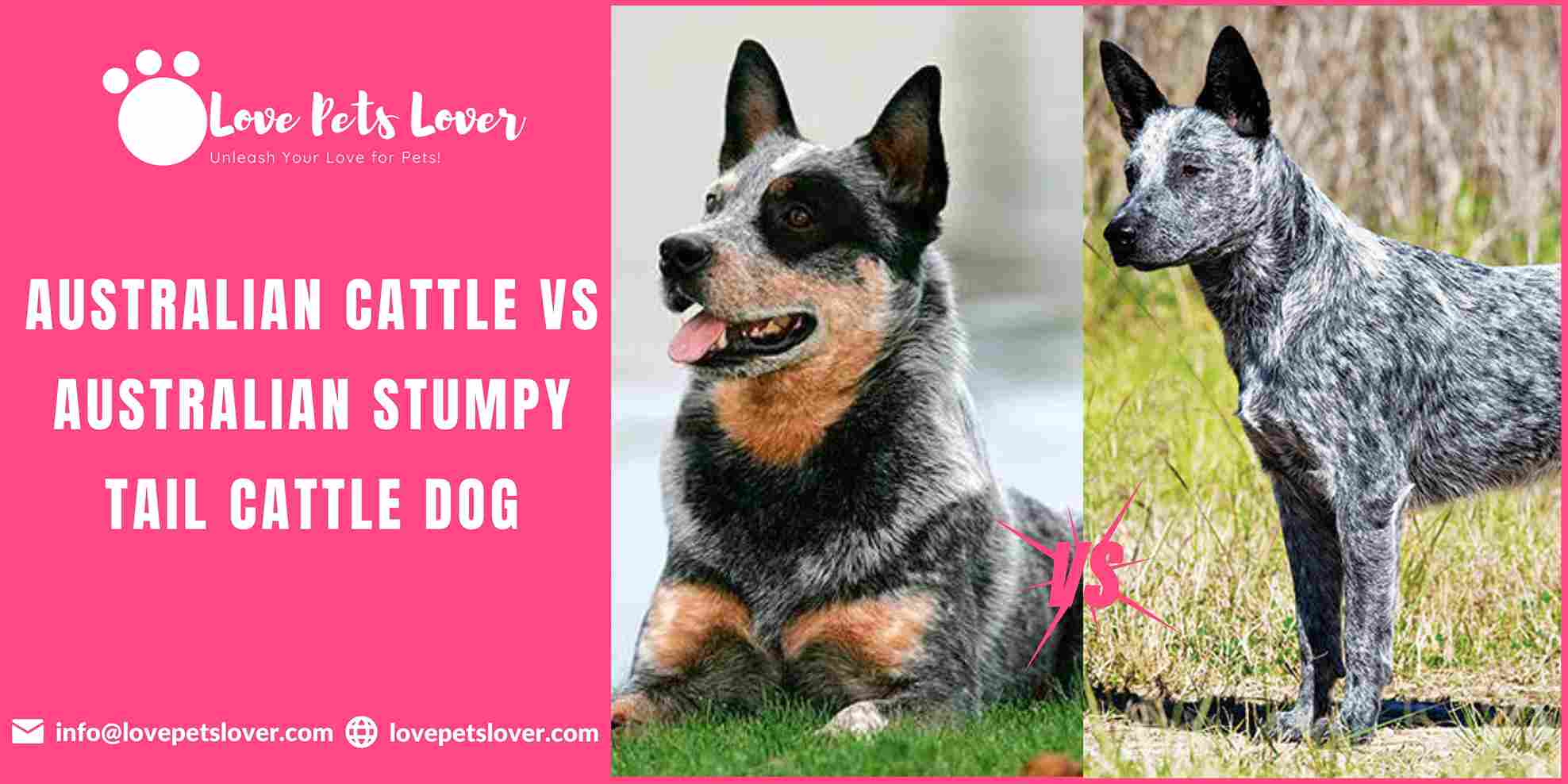 Australian Cattle vs Australian Stumpy Tail Cattle Dog