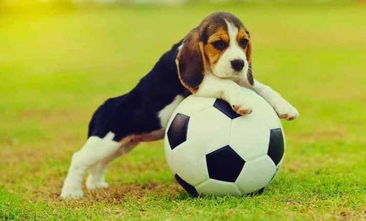 Pocket beagle care and training essentials