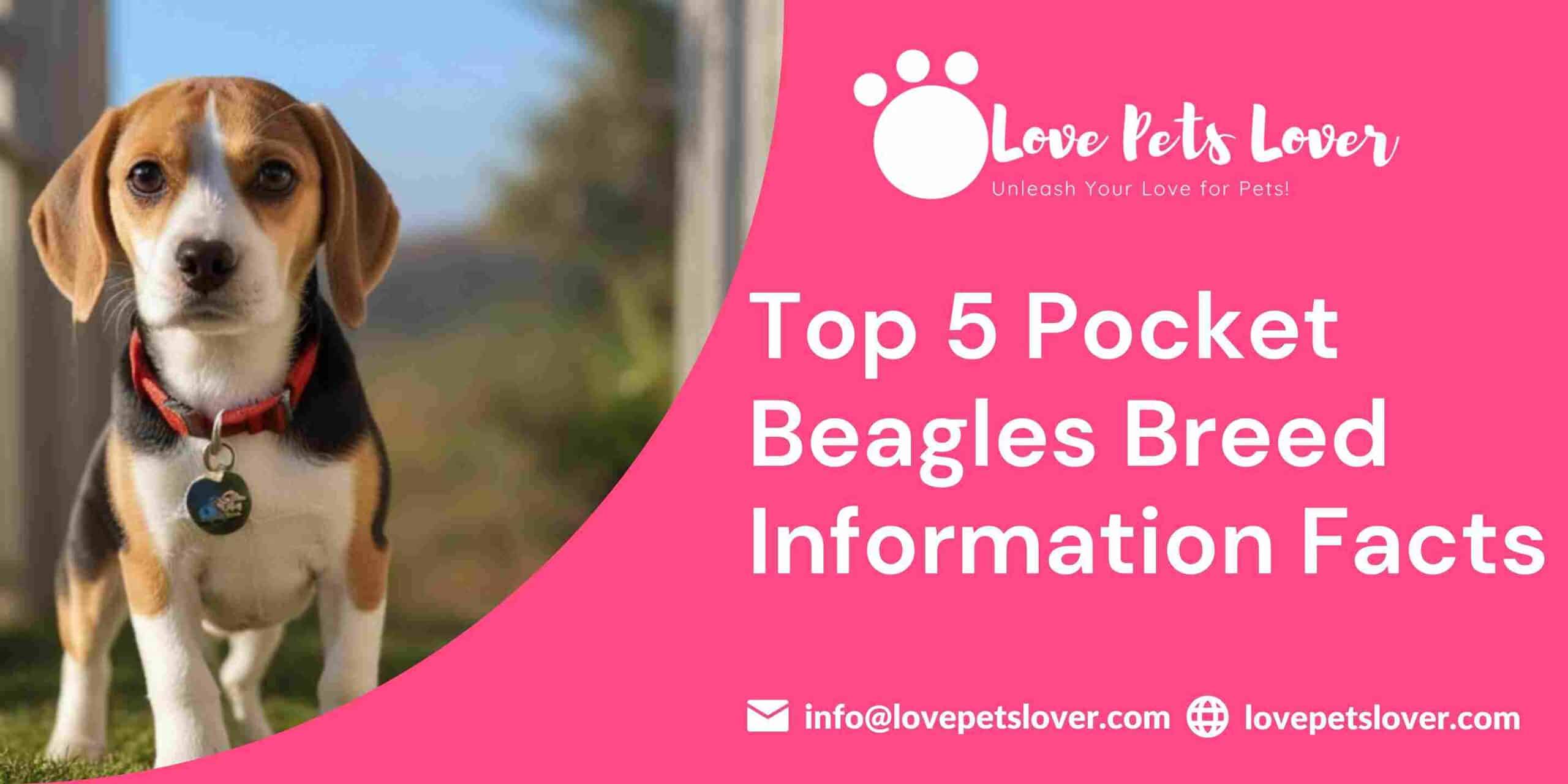 Top 5 Pocket Beagle Breed Information Facts