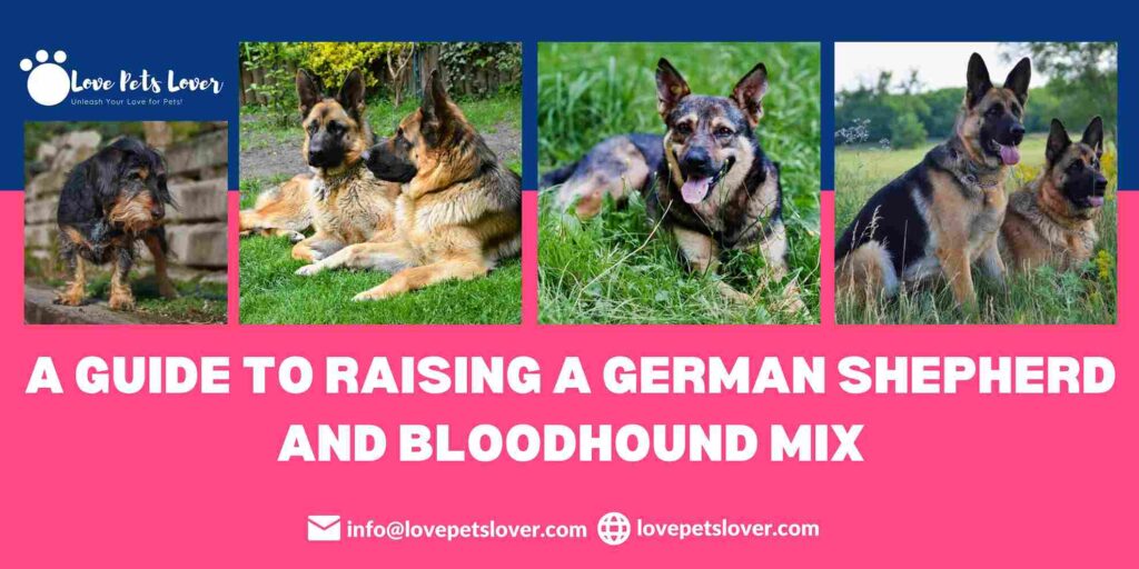 A Guide to Raising a German Shepherd and Bloodhound Mix