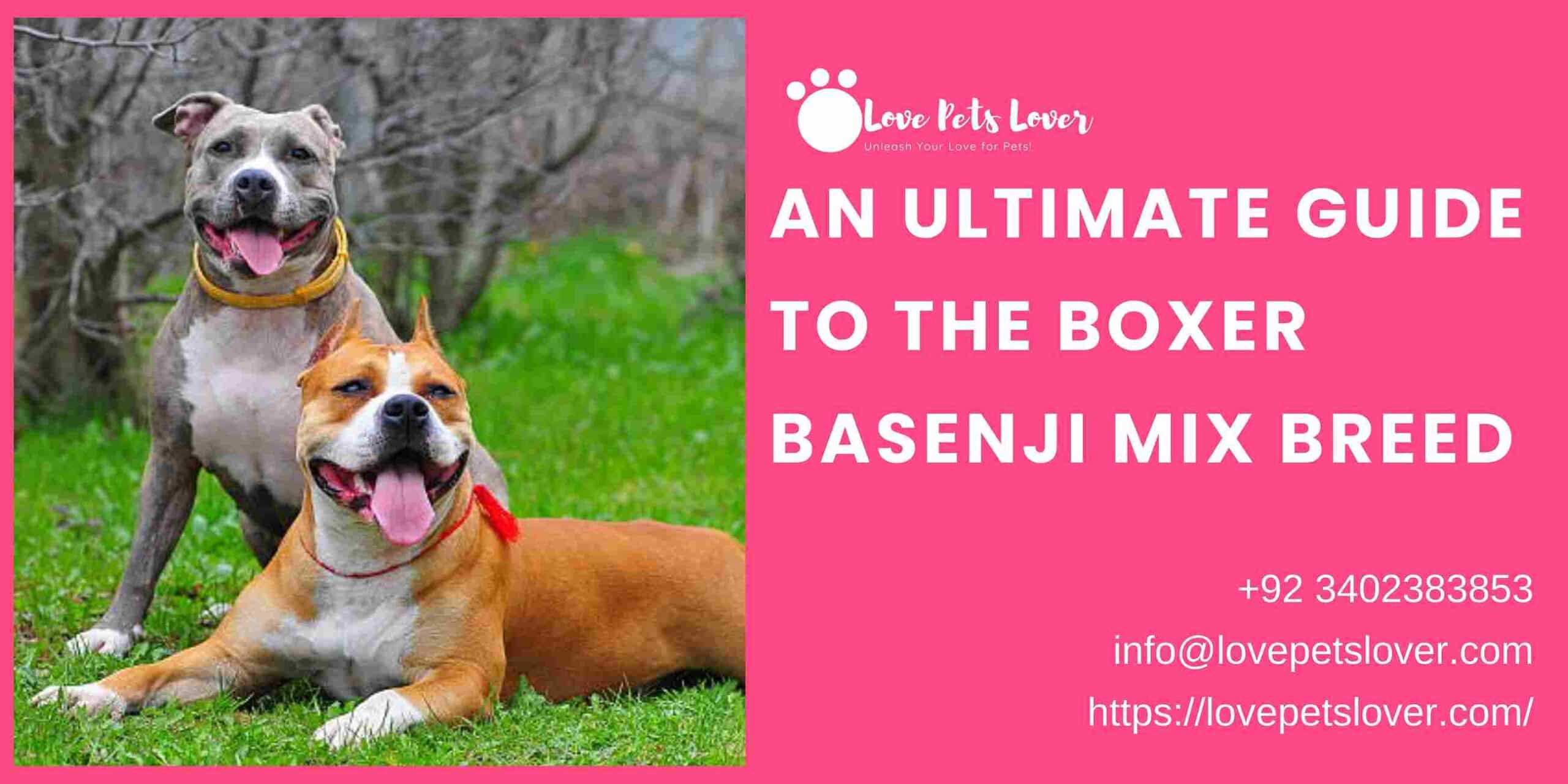 An Ultimate Guide to the Boxer Basenji Mix Breed